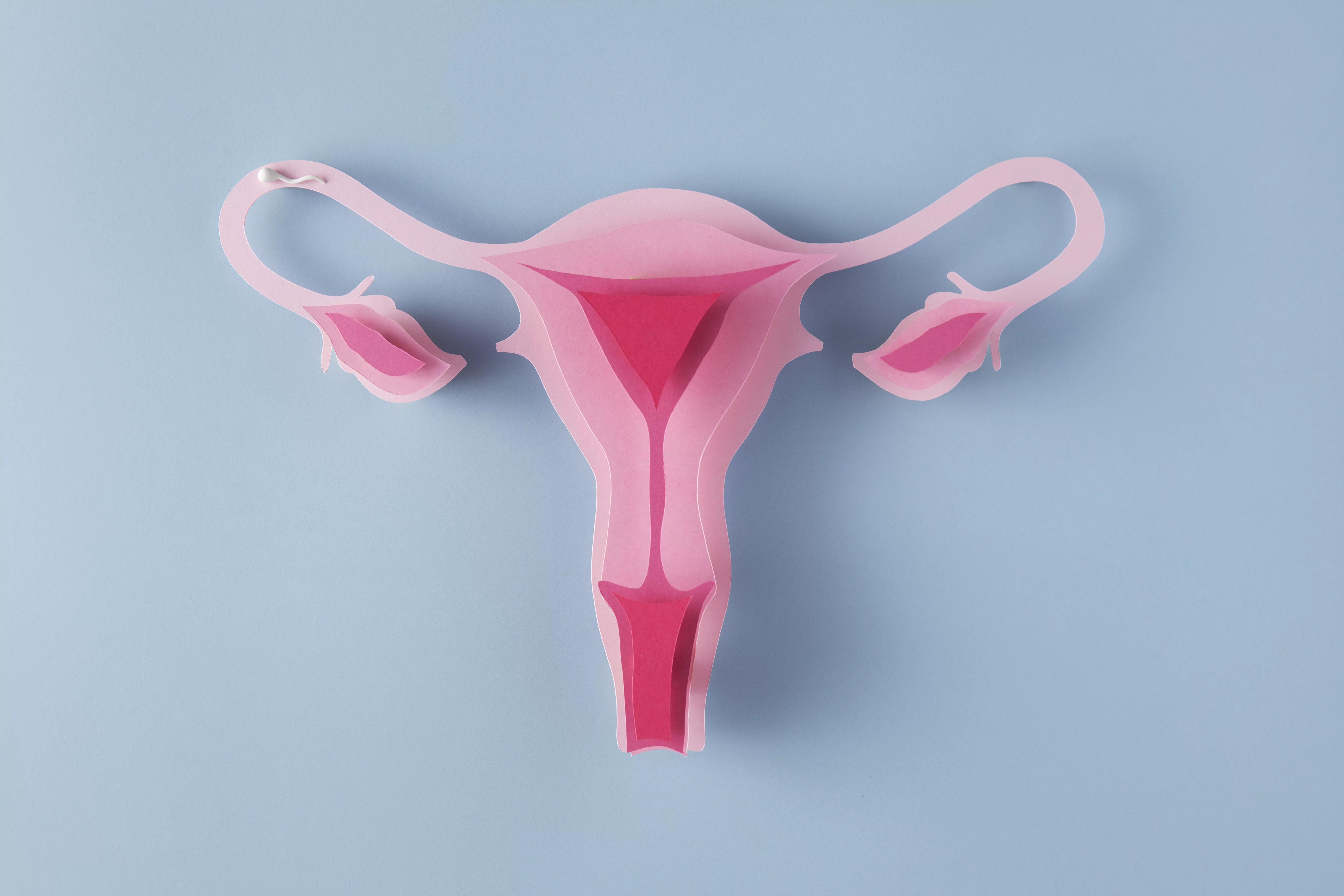 Репродуктивные органы женщины фото